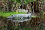 Alligator alley Alligator alley
