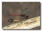 Libellula Libellula