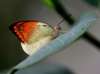 farfalla farfalla