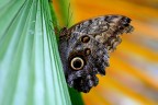 caligo idomeneus caligo idomeneus