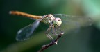 libellula libellula