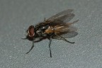 Mosca 2 Mosca 2