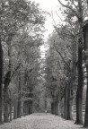 viale autunnale viale autunnale