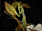 Mantide religiosa Mantide religiosa