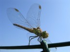libellula... sul filo