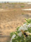su un fiore del deserto in Sicilia