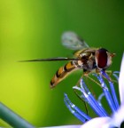 Finalmente sul fiore