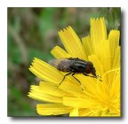 moschetta e fiore giallo