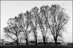 Alberi Alberi
