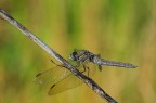 libellula con sfondo estivo libellula con sfondo estivo