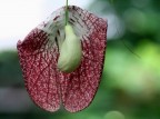 Strano fiore Strano fiore