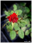 se son rose....... se son rose.......