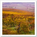 Vigne a Cerreto Guidi