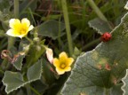 .: fiori gialli con coccinella :. .: fiori gialli con coccinella :.