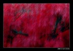 Acero Rosso Acero Rosso