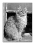 The Cat The Cat