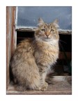 The Cat 2 The Cat 2