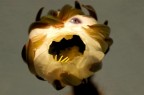 fiore fiore