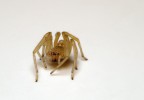 Studiowork spider Studiowork spider