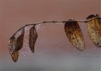 gioielli della natura: filigrane gioielli della natura: filigrane