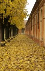 E' autunno ...cadono le foglie E' autunno ...cadono le foglie