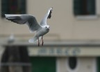 Marco; gabbiano a Chioggia Marco; gabbiano a Chioggia
