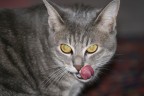 Felinilità Felinilità
