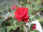 Rose Rose