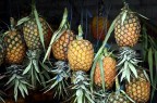 Ananas Ananas