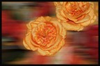 Fiori Fiori