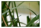 piccola libellula piccola libellula