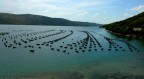 Il pianeta delle cozze Il pianeta delle cozze