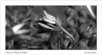 Nature in Black & White... Nature in Black & White...