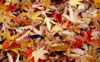 foglie, è arrivato l'autunno foglie, è arrivato l'autunno