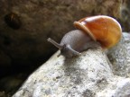 Chiocciola Chiocciola