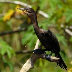 Cormorano olivaceo, Per�. Graditi commenti e critiche.