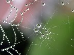 ragnatela...di perle ragnatela...di perle