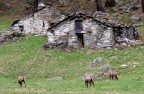 Scena alpestre Scena alpestre