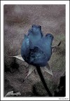 Una rosa blu Una rosa blu