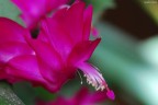 Schlumbergera