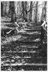 Autunno in BW Autunno in BW
