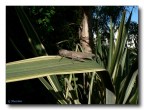 Locusta Locusta