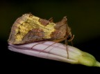 Un gioiello con le ali: Diachrysia chrysitis Un gioiello con le ali: Diachrysia chrysitis