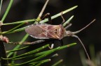 Camptopus_lateralis Camptopus_lateralis