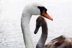 Cigno Cigno
