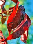 Autunno_2 Autunno_2