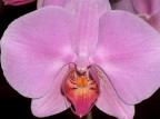 orchidea