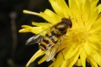 Episyrphus_balteatus