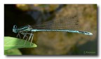 libellula libellula