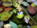 foglie d'autunno galleggianti foglie d'autunno galleggianti